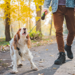 Webinar: Wenn der Hund Personen anbellt....