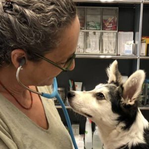 Webinar: Medical Training – keine Angst vorm Tierarzt
