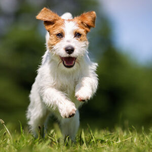 Webinar: Die emotionale Entwicklung Deines Welpen