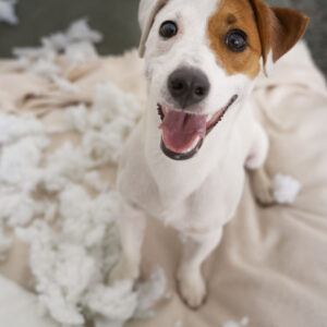 Intensiv-Workshop: Hyperreaktive Hunde