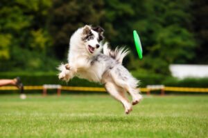 Hyperreaktiver Hund springt
