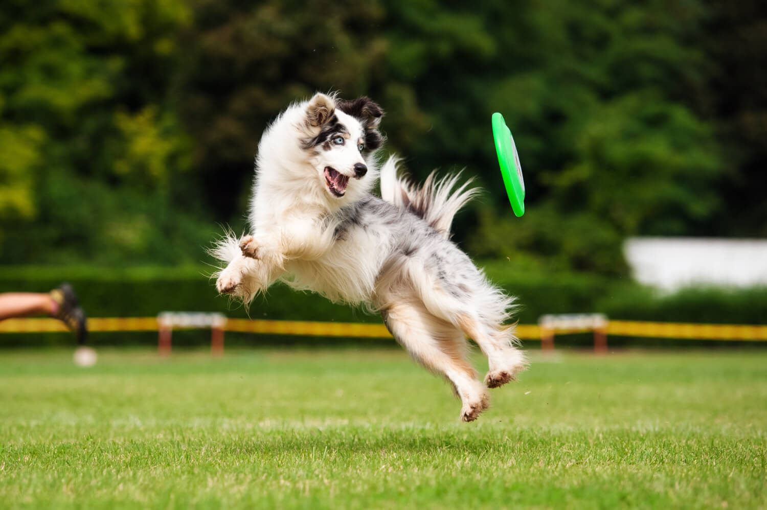 Hyperreaktiver Hund springt