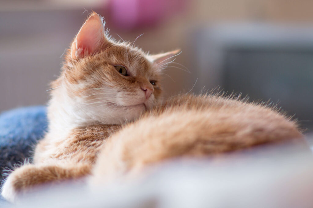 Katze dreht sich ruckartig zum eigenen Rücken – typisches Bild beim Rolling-Skin-Syndrom (felines Hyperästhesie-Syndrom)