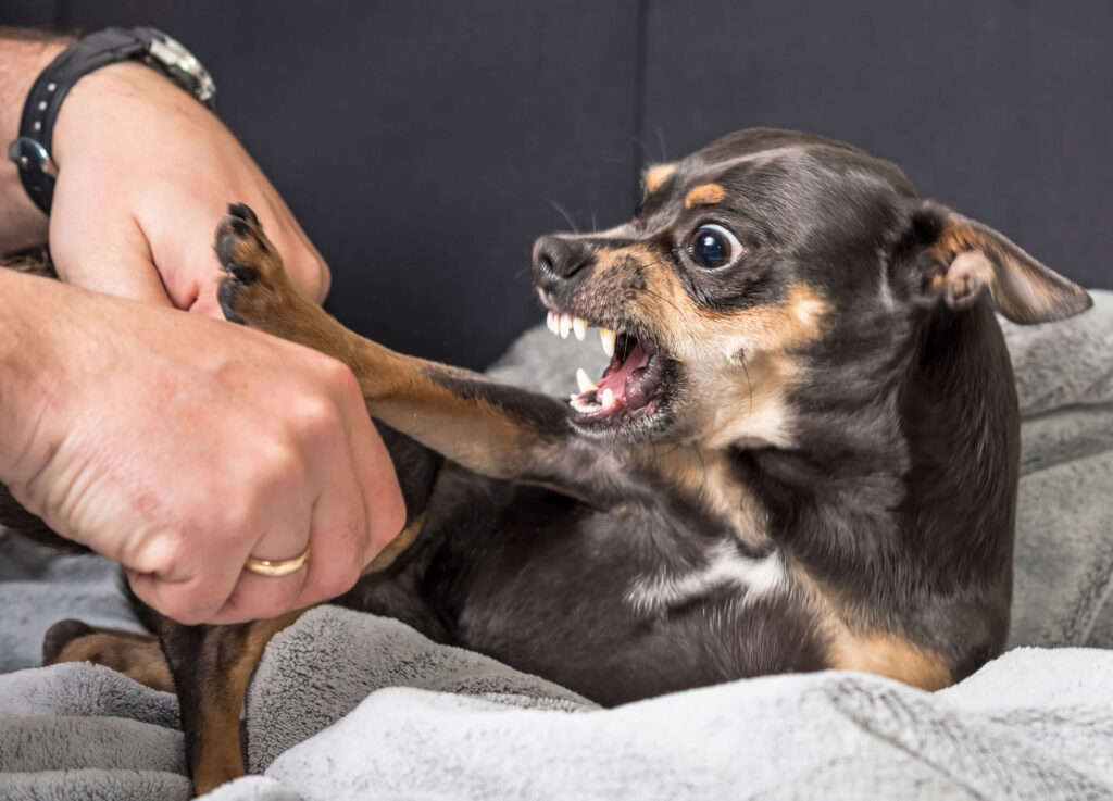 Drohender Hund mit angespannter Körpersprache – Warnsignale vor einem möglichen Beißvorfall