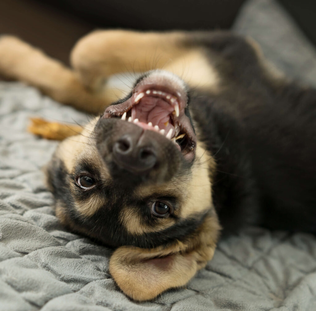 Aufgedrehter Hund nach einem reizreichen Spaziergang