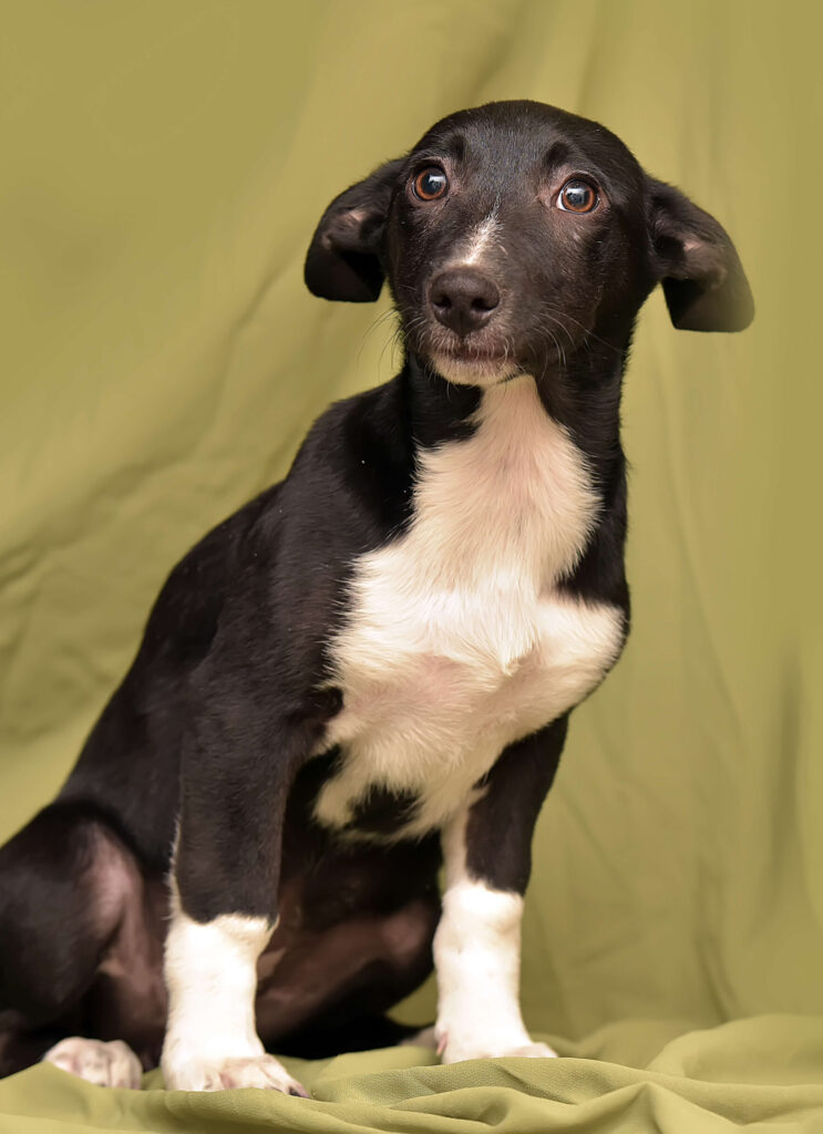 Ängstlicher Hund erstarrt in einer belastenden Situation