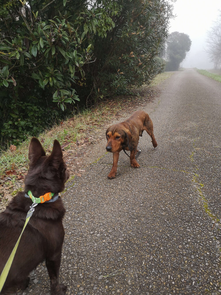 Hund fixiert einen anderen Hund während einer Begegnung an der Leine