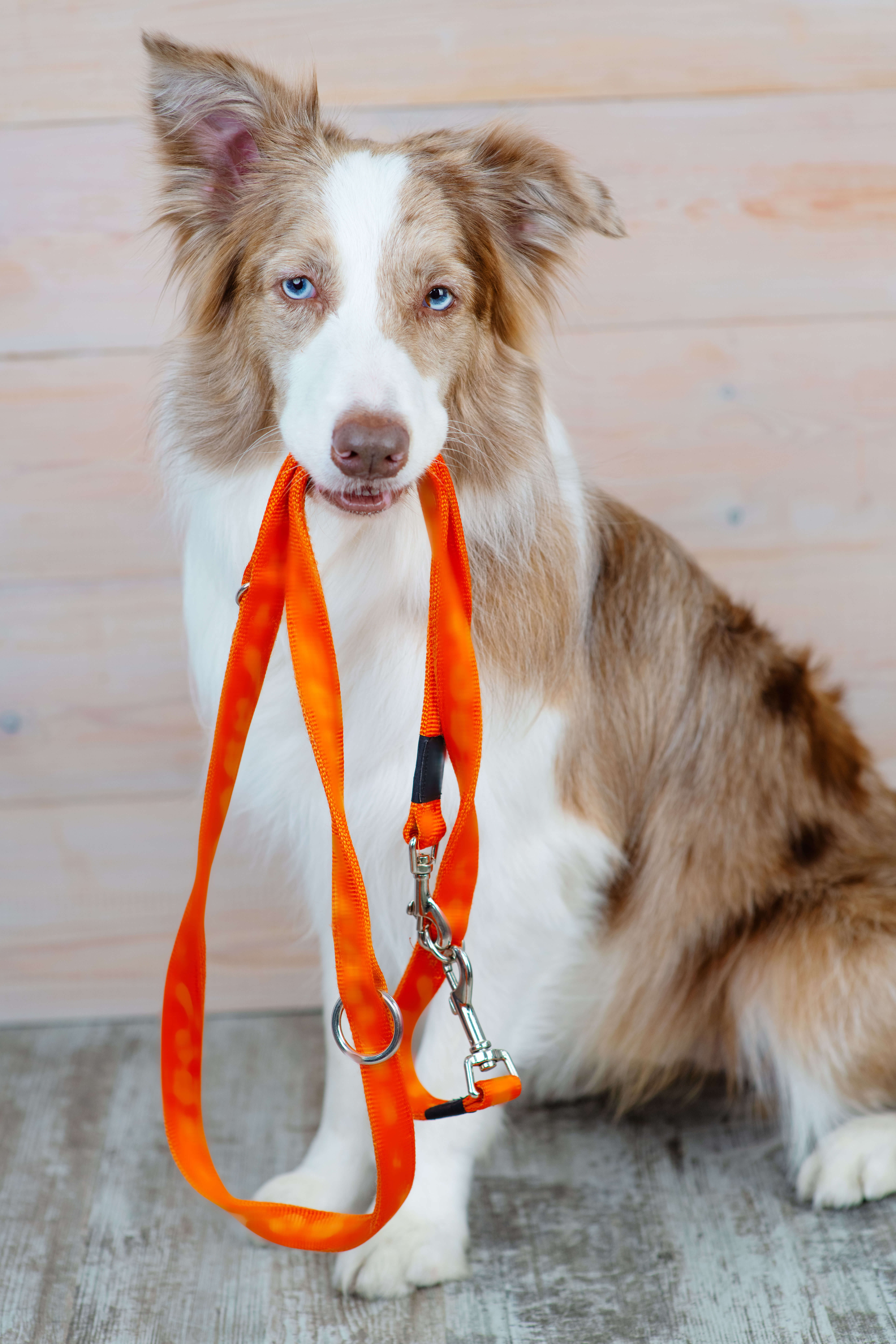 Hund hält entspannt seine Leine