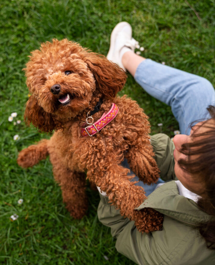 Hund kommt zuhause nicht zur Ruhe und will ständig Kontakt
