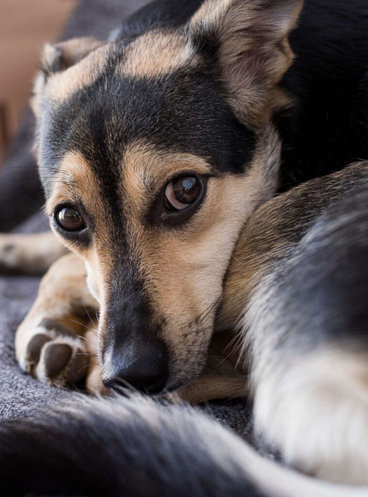 Ängstlicher beiger Hund liegt geduckt auf dem Boden und blickt unsicher nach oben