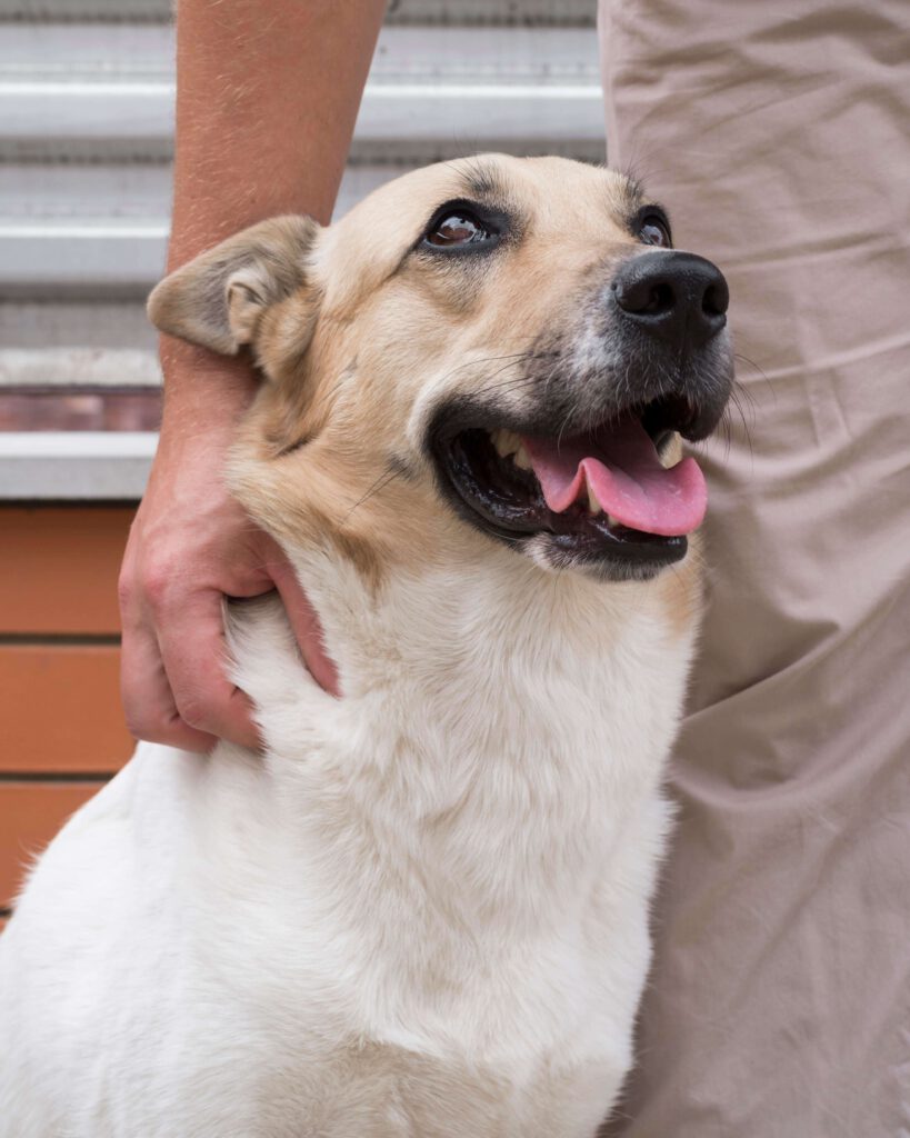 Hechelnder Hund bei Berührung durch einen Menschen – Stresssignale und Körpersprache erkennen