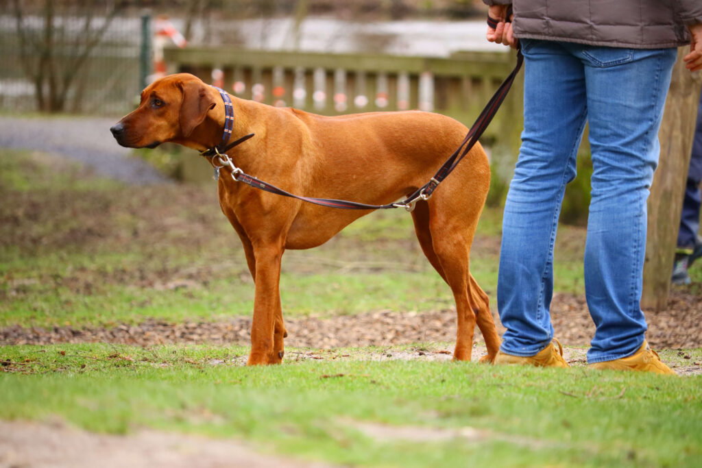 Hoch erregter Hund wird mit Abstand an einem Auslöser vorbeigeführt