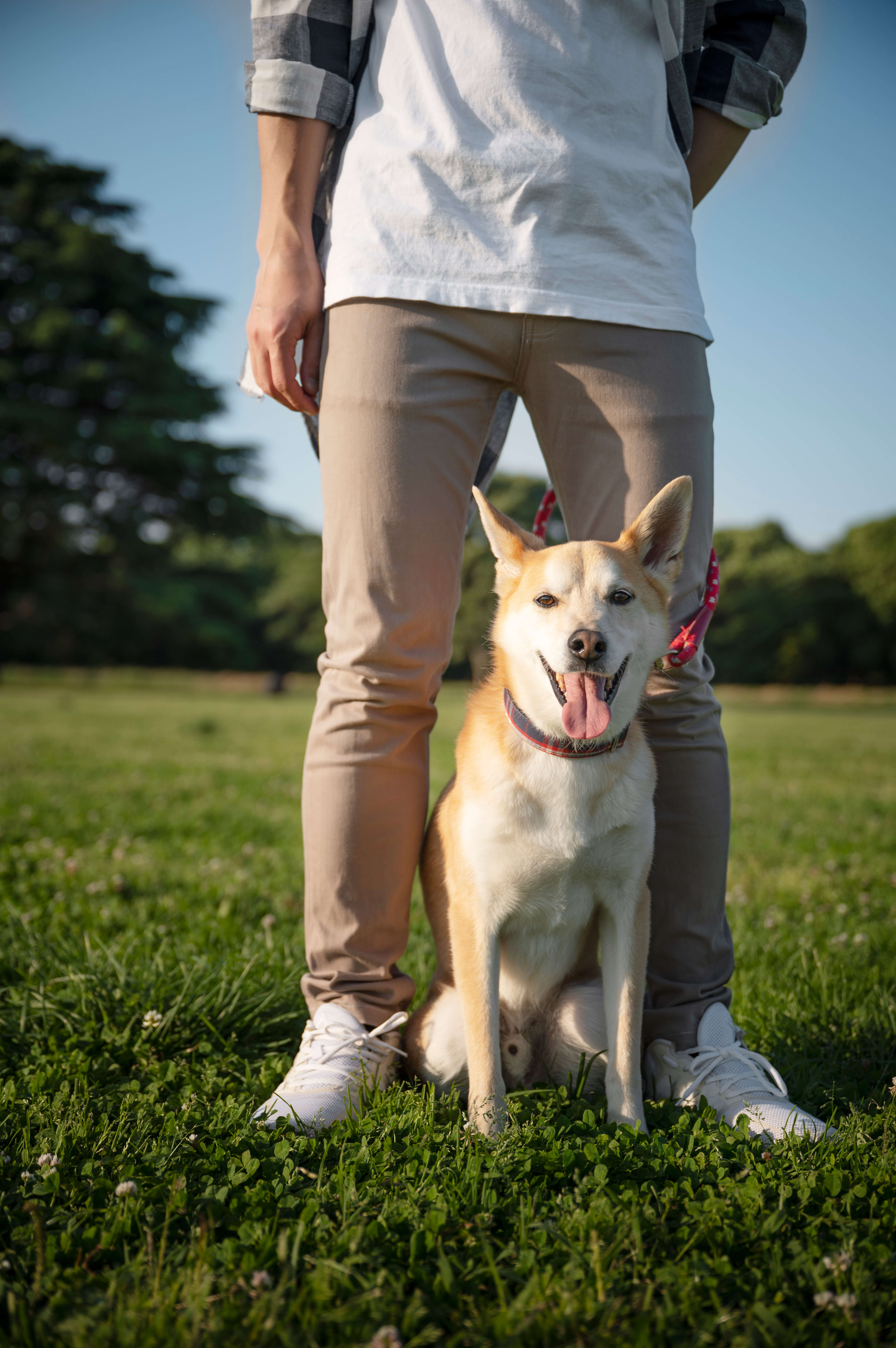 Hund orientiert sich entspannt zu seiner Halterin