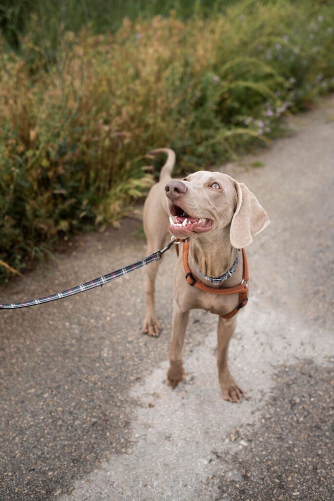 Hund orientiert sich bei einer Hundebegegnung entspannt zu seiner Halterin mit Blickkontakt