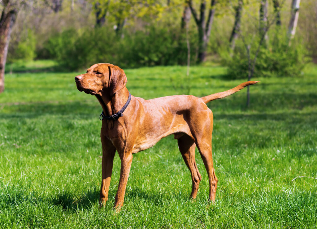 Rüde reagiert angespannt auf einen anderen Hund – Kastration löst Leinenaggression nicht automatisch